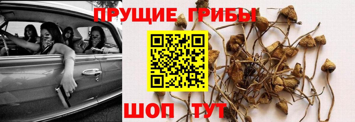 Псилоцибиновые грибы ЛСД Бугуруслан